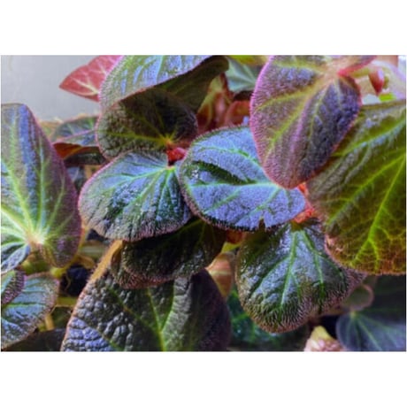 Begonia sp. from Manaus