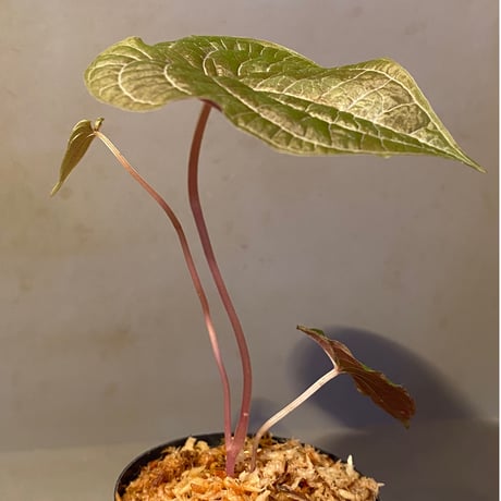 Dioscorea dodecaneura (discolor)