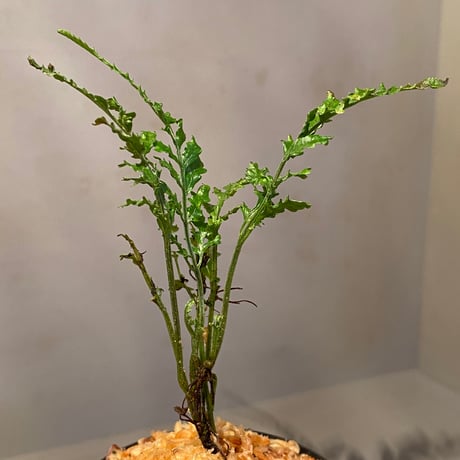 Bolbitis sp. from Kidapawan Mindanao