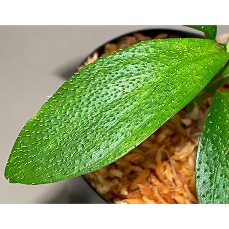 Homalomena hasei "狐尾" from Aceh sumatera [LA0616-04]