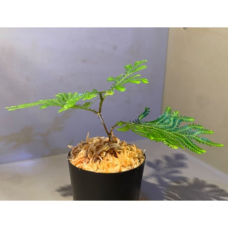Selaginella willdenowii 伊藤蟻植物農園