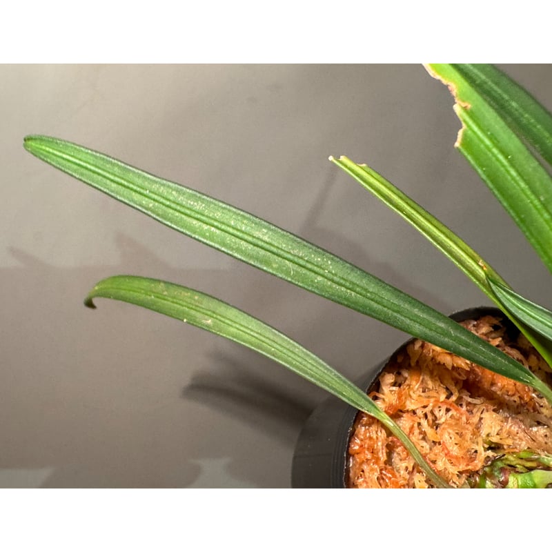 Aridarum cf. montanum from Sanggau West Kaliman