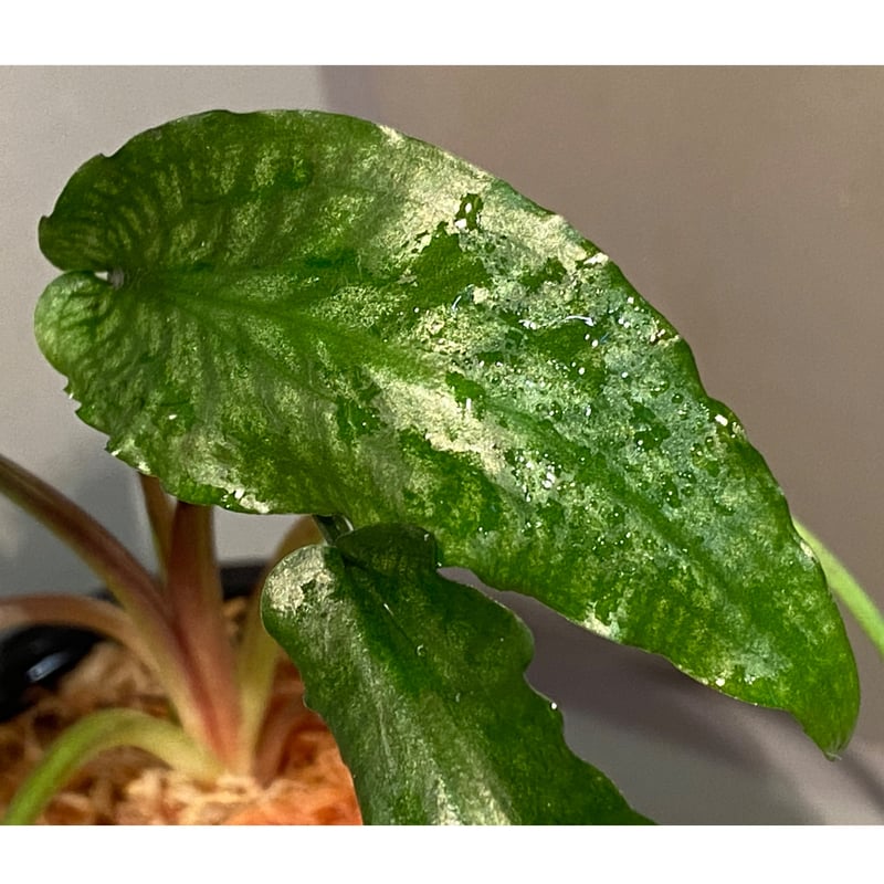 Cryptocoryne joshanii from Basilan island phili