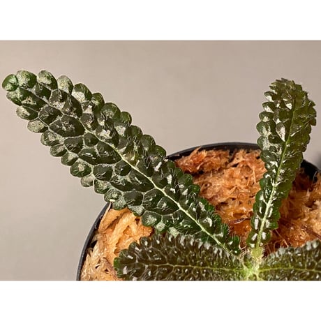 Nautilocalyx pemphidius