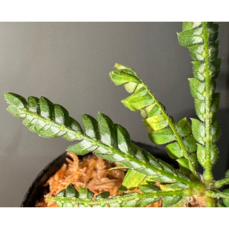 Biophytum sp. BB8th [LA]