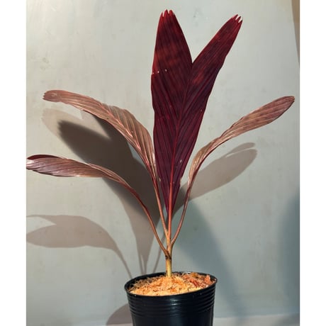 Pinanga veitchii from Sanggau West Kalimantan ②