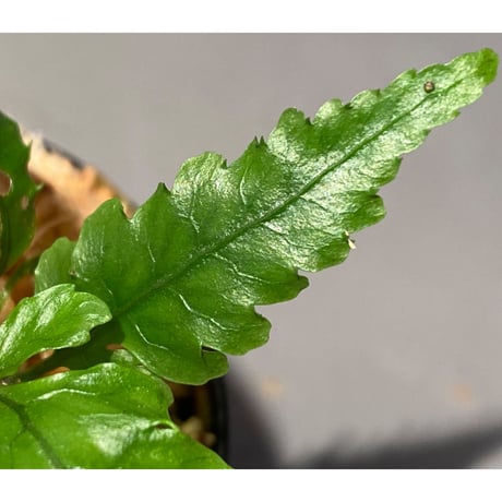 Bolbitis subcardata 西表島産