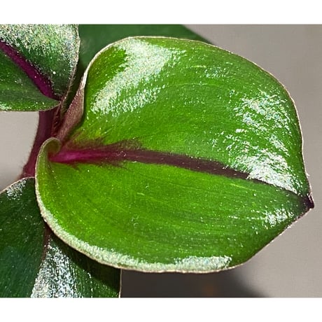 Geogenanthus ciliatus from Ecuador [tanakay]