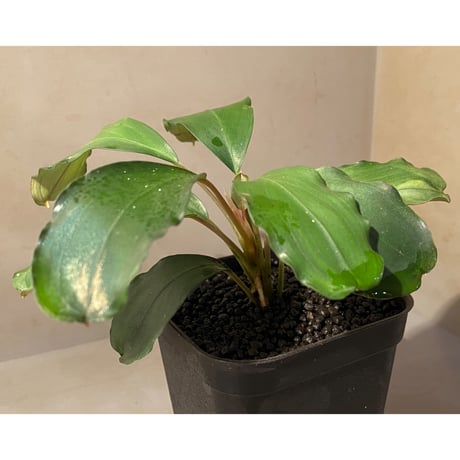 (大株) Bucephalandra sp. Green wavy broad reaf [トロピカ社] ①