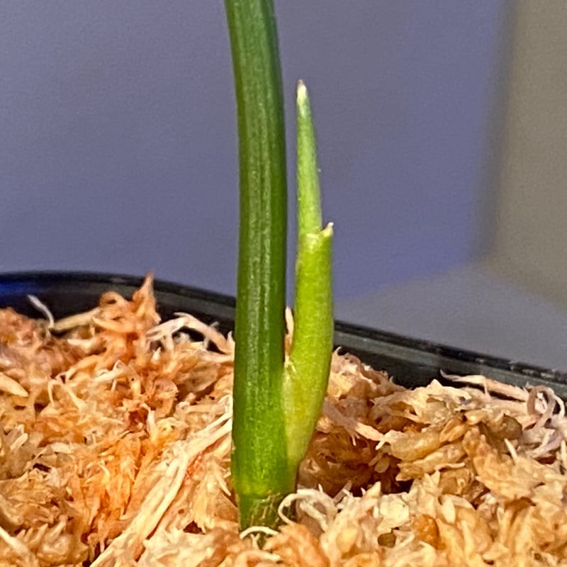 Aglaonema pictum from Aceh sumatera [LA0121-01z