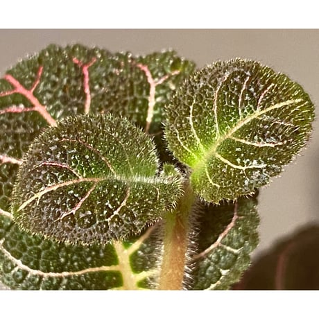 Pearcea hypocyrtiflora from Rio Napo Ecuador [tanakay] 赤葉脈