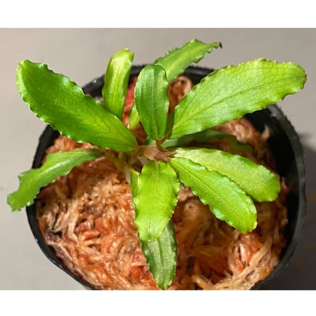 【LA便】Buce sp.\"Sintang Kayulapis Type2\" Bucephalandra Sintang - Live Aquarium Plant : Amazon.ca: Pet