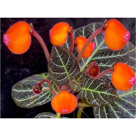 Pearcea hypocyrtiflora from Rio Napo Ecuador [tanakay] 白葉脈