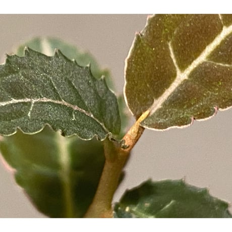 Emblemantha urnulata (Labisia sp.) from Riau sumatera [LA0815-01]