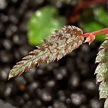 Begonia pteridiformis from Thailand