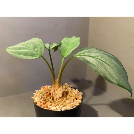 Homalomena sp. "Shirogane" SGR from Pulau Linga [HW1017-XX]