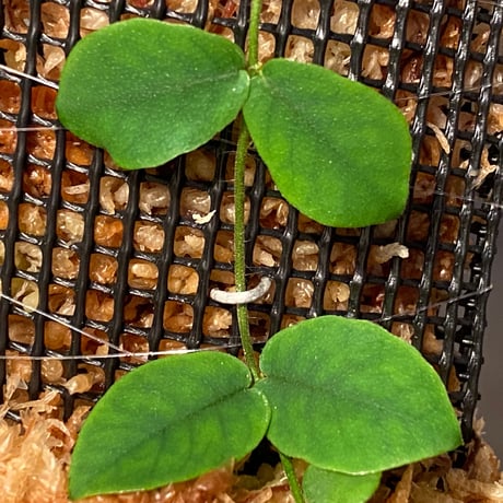 Ficus sp. from Trat Thailand