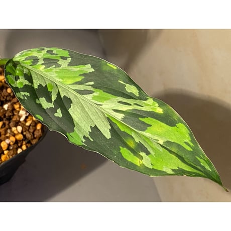 Aglaonema pictum "type EUREKA-7" from Pulau Nias [AZ0710-9]