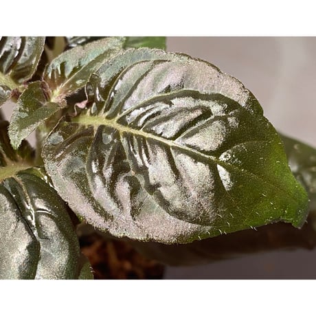 Nautilocalyx pallidus