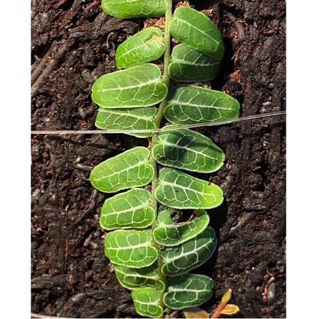 Marcgravia sp. from Columbia