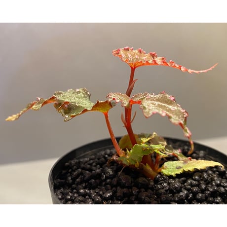 Begonia gracilicyma from Sumatera Barat [TB]