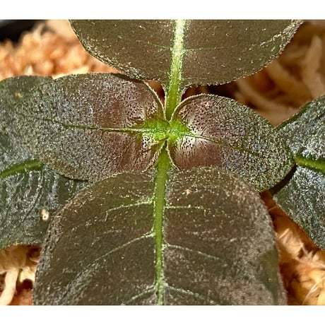 Ophiorrhiza sp. from Papua Barat[LA0319-01]