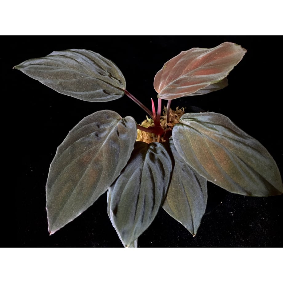 5ecb67ce55fa0332d5786ef0