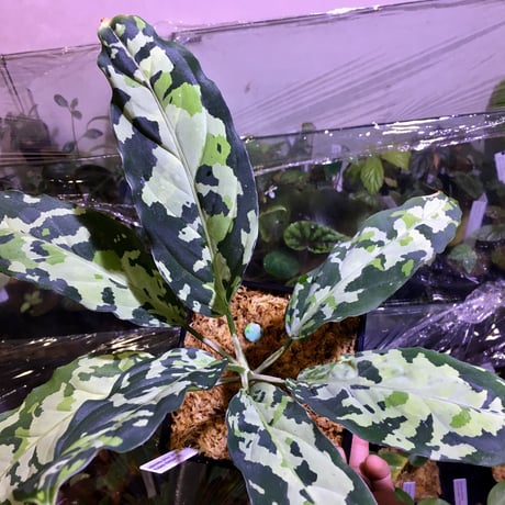 Aglaonema pictum GW1507 "メサイア" from Padang sidempuan [TB]