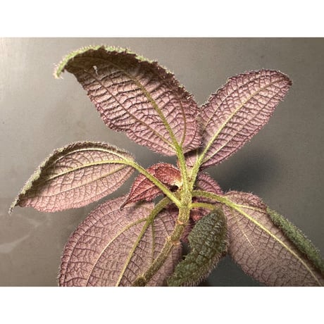 Triolena involucrata "Red" from Ecuador
