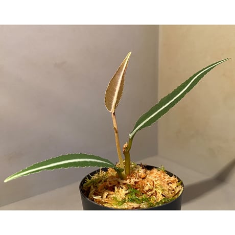 Labisia sp. from Gunung Chamah [TK260316]