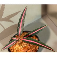 Labisia sp. from Vietnam