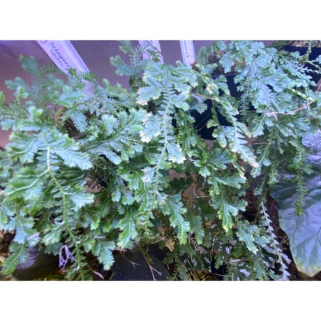 Selaginella sp. from Iquitos Peru [tanakay]