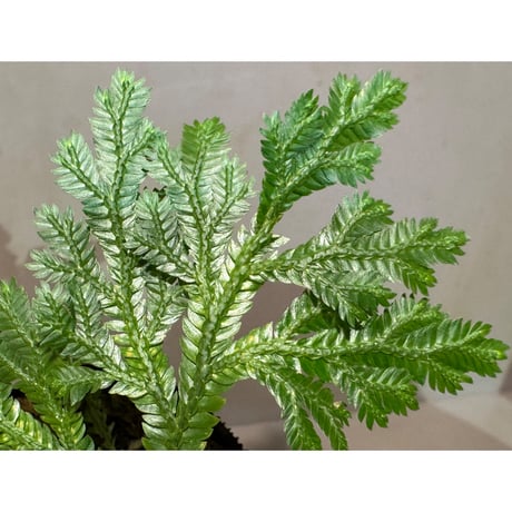 Selaginella sp. from Bogor West Java