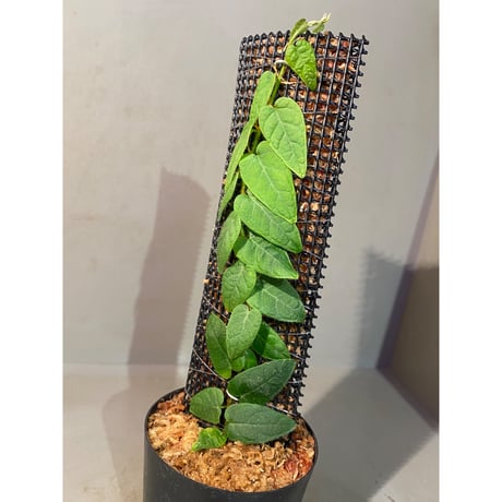 Ficus sp. "Nanga pinoh" [TB]