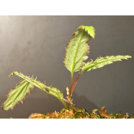 Begonia ambodiforahensis from Madagascar [LA0022-05z]
