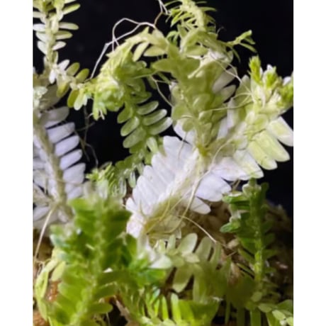 Selaginella sp. バリエガータ from "Nanga pinoh" [TB]