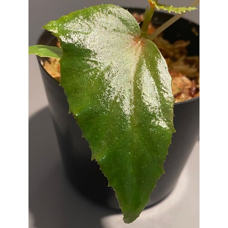 Begonia cf. laruei from Aceh sumatera [LA0216-02]