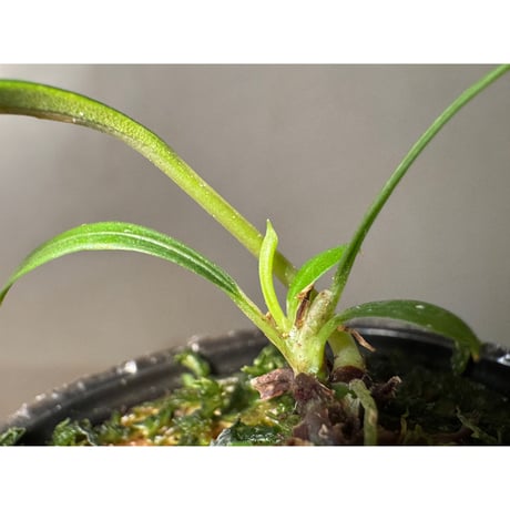Aridarum cf. montanum from Sanggau West Kalimantan