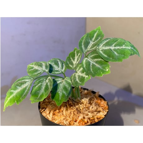 Leea sp. "Green"