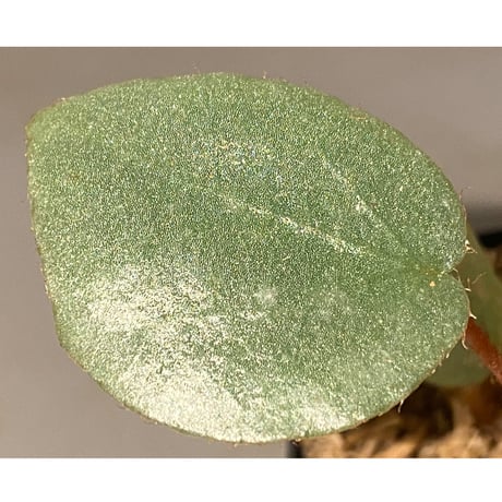 Begonia sp. f1 from Sumatera [NT ORCHID]