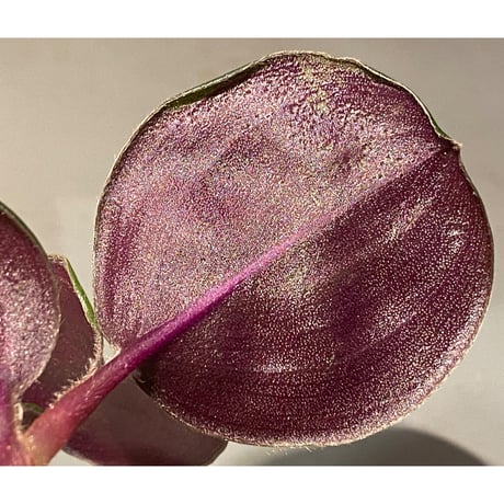 Geogenanthus ciliatus from Ecuador [tanakay]