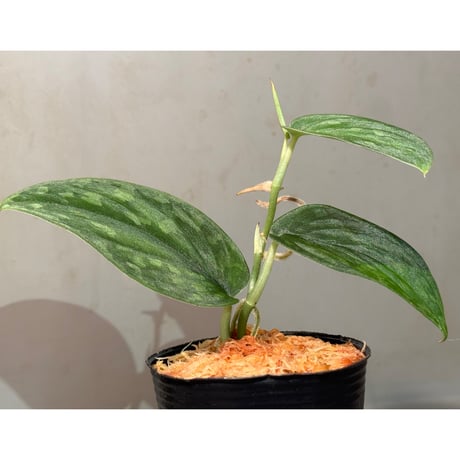 Scindapsus sp. "Dragon scale"