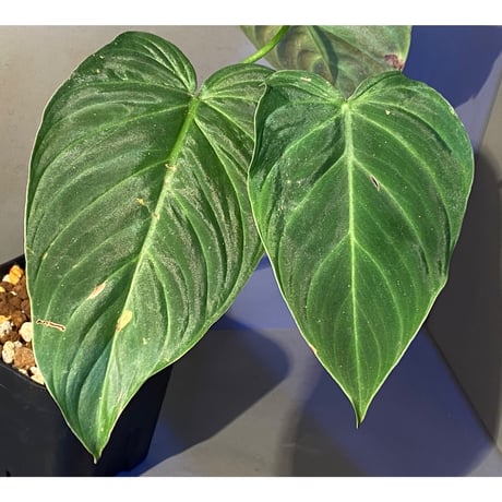 Philodendron splendid(triumphant) 'verrucosum × melanochrysum'
