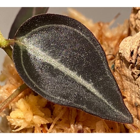 Pachycentria sp. from Selangor