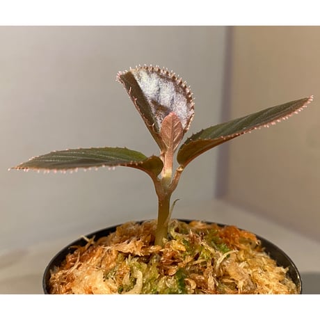 Ardisia sp. "Black Leaf" from Vietnam?