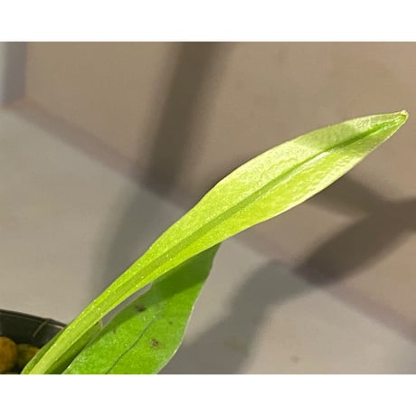 Asplenium sp. from Sangkhlaburi Kanchanaburi Thailand