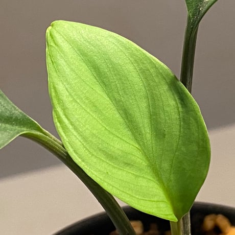Homalomena sp. Aceh Silver from Aceh sumatera [LA0613-00]