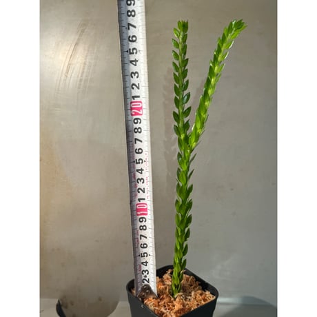 (大株) Phlegmariurus phlegmarioides Aimas, Sorong, West Papua 伊藤蟻植物農園