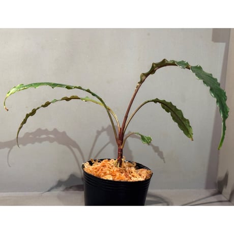 Schismatoglottis sp. "Dragon Tail" from Pangkalan Bun