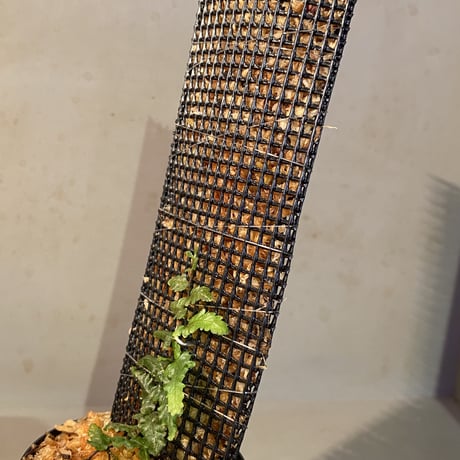 Teratophyllum "Birdwing-fern" from Bentong [AZ0117-3]